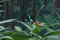 Gr�ngestreifter Schwalbenschwanz (Papilio palinurus) am 25.9.2010 im Toronto Zoo.