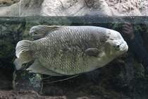 Riesengurami (Osphronemus goramy) am 25.9.2010 im Toronto Zoo.
