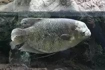 Riesengurami (Osphronemus goramy) am 25.9.2010 im Toronto Zoo.
