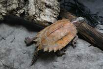 Chinesische Zacken-Erdschildkrte (Geoemyda spengleri) am 25.9.2010 im Toronto Zoo.