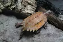 Chinesische Zacken-Erdschildkr�te (Geoemyda spengleri) am 25.9.2010 im Toronto Zoo.