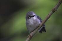 Senegal-Brillenvogel (Zosterops senegalensis) am 25.9.2010 im Toronto Zoo.