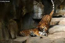 Kleine  Liebeleien .