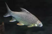 Goldflossen-Schwanenbarbe (Poropuntius malcolmi) am 25.9.2010 im Toronto Zoo.