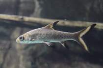Haibarbe (Balantiocheilos melanopterus) am 25.9.2010 im Toronto Zoo.