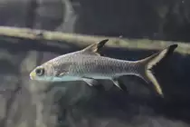 Haibarbe (Balantiocheilos melanopterus) am 25.9.2010 im Toronto Zoo.