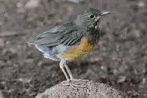 Schwarzbrustdrossel (Turdus dissimilis) am 25.9.2010 im Toronto Zoo.