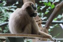 Weihandgibbon oder Lar (Hylobates lar) am 25.9.2010 im Toronto Zoo.