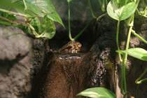 Eine der seltensten Reptilienarten ist die Chinesische Krokodilschwanzechse (Shinisaurus crocodilurus). Toronto Zoo am 25.9.2010.