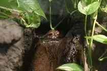 Eine der seltensten Reptilienarten ist die Chinesische Krokodilschwanzechse (Shinisaurus crocodilurus). Toronto Zoo am 25.9.2010.