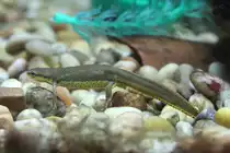 Gr�nlicher Wassermolch (Notophthalmus viridescens) am 25.9.2010 im Toronto Zoo.