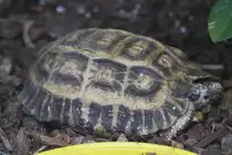 Stutz-Gelenkschildkr�te (Kinixys homeana) am 25.9.2010 im Toronto Zoo.