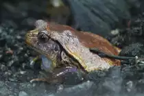 S�dlicher Tomatenfrosch (Dyscophus guineti) am 25.9.2010 im Toronzto Zoo.