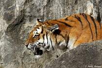 Ziemlich angsteinfl�ssend. Sibirischer Tiger oder auch Amurtiger