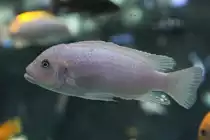 M�nnlicher Kobalt-Zebra (Pseudotropheus callainos) am 25.9.2010 im Toronto Zoo.