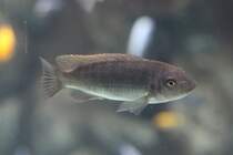 Schabemundbuntbarsch (Labeotropheus fuelleborni) am 25.9.2010 im Toronto Zoo.