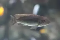 Schabemundbuntbarsch (Labeotropheus fuelleborni) am 25.9.2010 im Toronto Zoo.