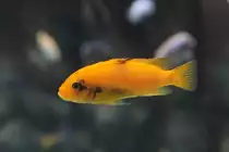 Pseudotropheus sp.  Msobo Magunga  Weibchen am 25.9.2010 im Toronto Zoo.