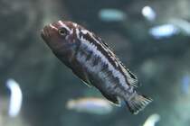 Pseudotropheus sp.  Msobo Magunga  Mnnchen am 25.9.2010 im Toronto Zoo.