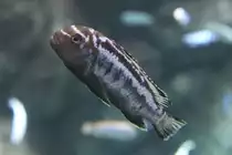 Pseudotropheus sp.  Msobo Magunga  M�nnchen am 25.9.2010 im Toronto Zoo.