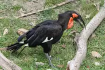 S�dlicher Hornrabe (Bucorvus leadbeateri) am 25.9.2010 im Toronto Zoo.