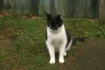 Meine Pauline bei mir aufn Hof 
Sie ist mitlerweile 1 1/2 Jahre alt