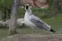 Ringschnabelm�we (Larus delawarensis) am 25.9.2010 im Toronto Zoo.