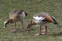 Nilgans-P�rchen (Alopochen aegyptiacus) am 25.9.2010 im Toronto Zoo.