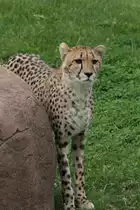 Gepard (Acinonyx jubatus) am 25.9.2010 im Toronto Zoo.
