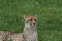 Neugieriger Gepard (Acinonyx jubatus) am 25.9.2010 im Toronto Zoo.
