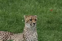 Neugieriger Gepard (Acinonyx jubatus) am 25.9.2010 im Toronto Zoo.
