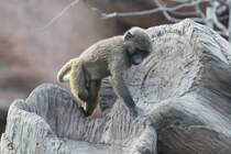 Kleiner Anubispavian beim Klettern und Toben. Toronto Zoo am 25.9.2010.
