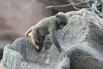 Kleiner Anubispavian beim Klettern und Toben. Toronto Zoo am 25.9.2010.