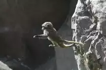 Todesmutiger Anubispavian st�rzt sich in die Tiefe. Toronto Zoo am 25.9.2010.