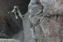 Kunstspringer. Anubispavian am 25.9.2010 im Toronto Zoo.