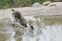 Kleiner Anubispavian beim Abk�hlen. Toronto Zoo am 25.9.2010.