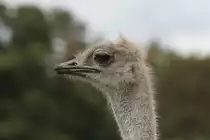 S�dafrikanische Strau� (Struthio camelus australis) am 25.9.2010 im Toronto Zoo.