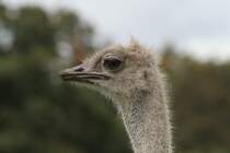 Sdafrikanische Strau (Struthio camelus australis) am 25.9.2010 im Toronto Zoo.