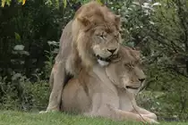 Afrikanische L�wen am 25.9.2010 im Toronto Zoo.