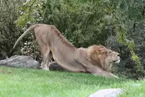 Afrikanischer L�we beim Yoga. Toronto Zoo am 25.9.2010.