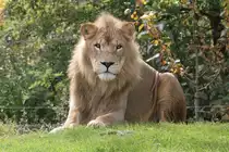 Afrikanischer L�we am 25.9.2010 im Toronto Zoo.