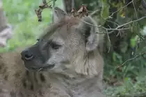 T�pfelhy�ne (Crocuta crocuta) am 25.9.2010 im Toronto Zoo.