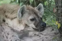 T�pfelhy�ne (Crocuta crocuta) am 25.9.2010 im Toronto Zoo.