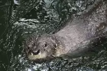 Nordamerikanischer Fischotter (Lontra canadensis) beim Schwimmen. Toronto Zoo am 25.9.2010.
