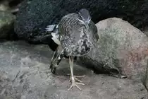 Sonnenralle (Eurypyga helias) am 25.9.2010 im Toronto Zoo.