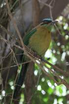 Blauscheitelmotmot (Momotus momota) am 25.9.2010 im Toronto Zoo.
