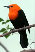 Rotkopfst�rling (Amblyramphus holosericeus) am 25.9.2010 im Toronto Zoo.