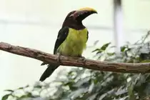 Gr�narassari (Pteroglossus viridis) am 25.9.2010 im Toronto Zoo.