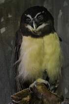 Brillenkauz (Pulsatrix perspicillata) am 25.9.2010 im Toronto Zoo.