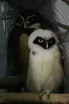 Junger Brillenkauz (Pulsatrix perspicillata) am 25.9.2010 im Toronto Zoo.